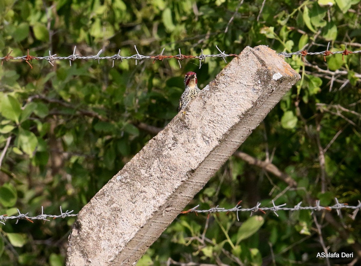 Nubian Woodpecker - ML250690821