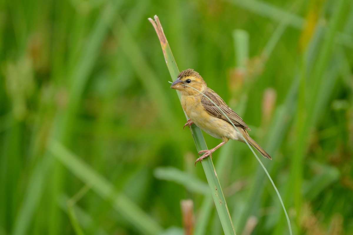 Asian Golden Weaver - ML250691851