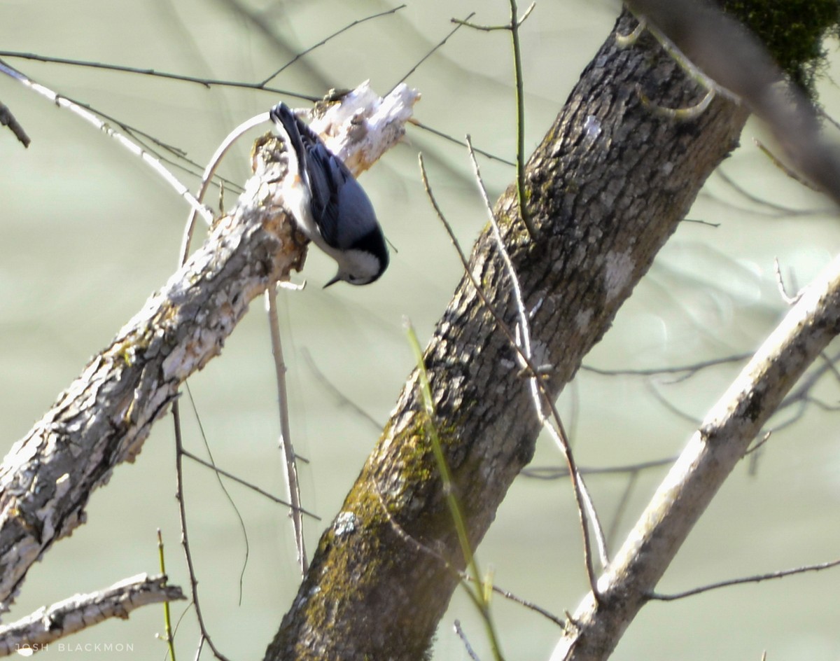 White-breasted Nuthatch - ML25069231