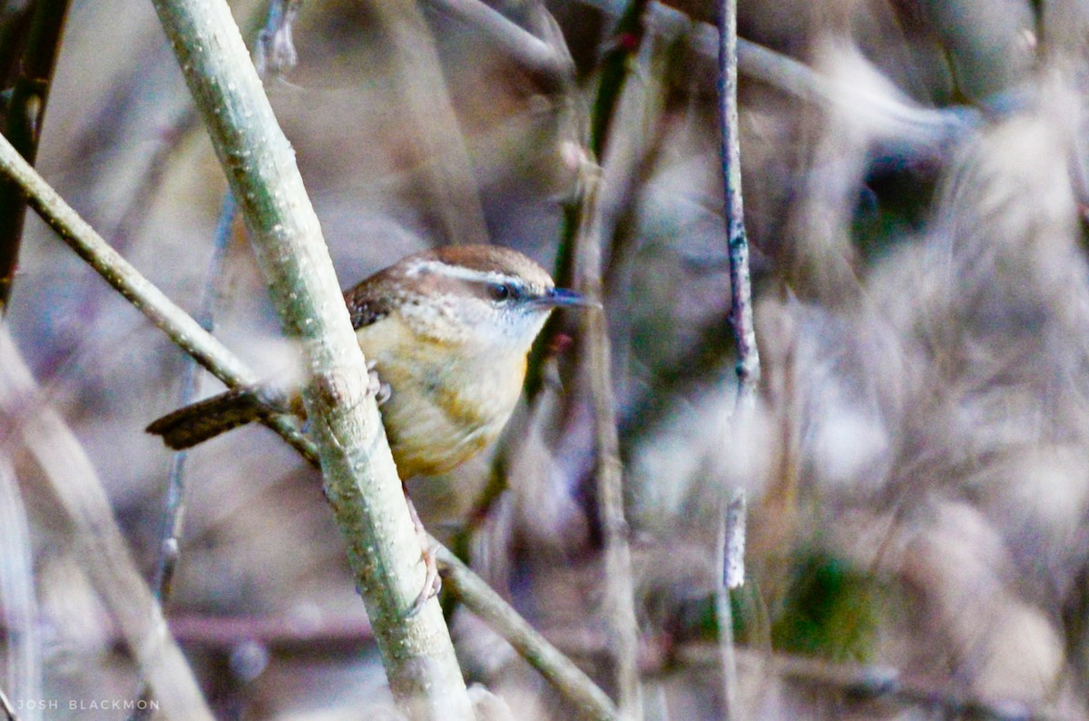 Carolina Wren - ML25069241