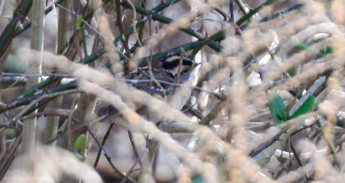 White-throated Sparrow - ML25069251