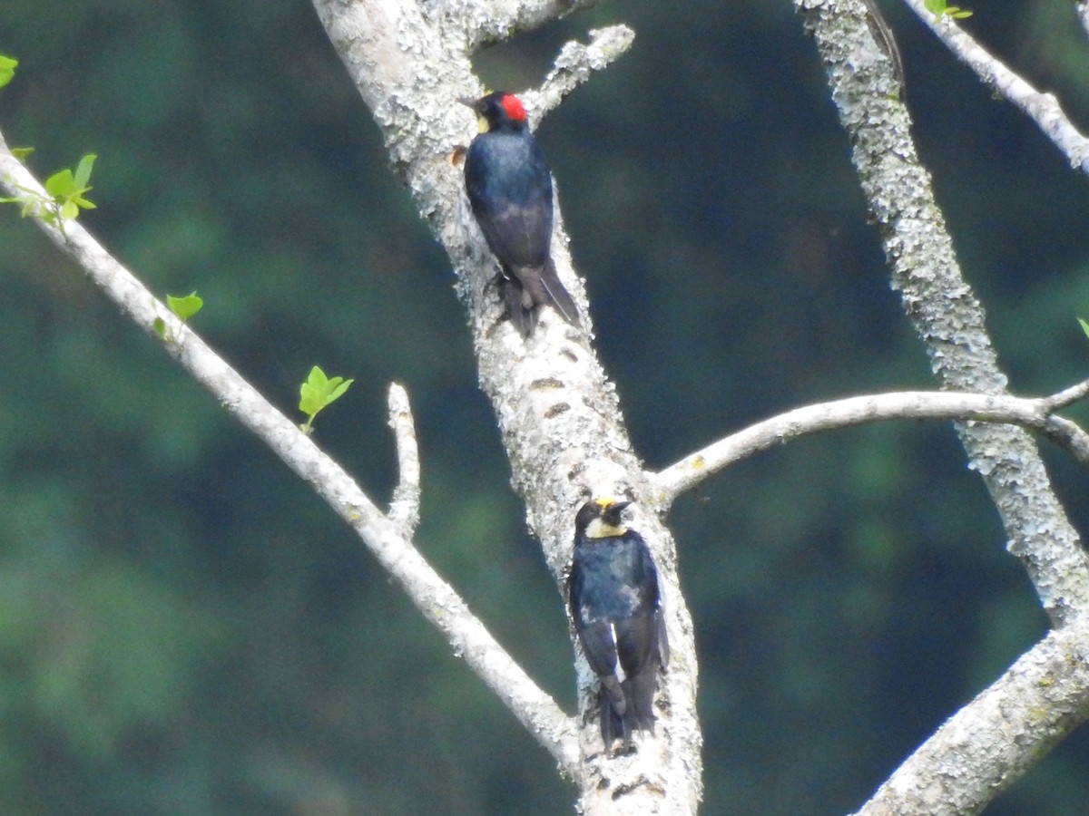 Acorn Woodpecker - ML250693491