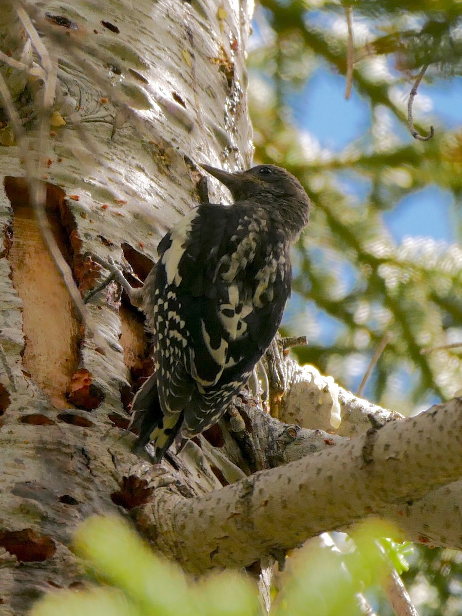 Red-breasted Sapsucker - ML250693781