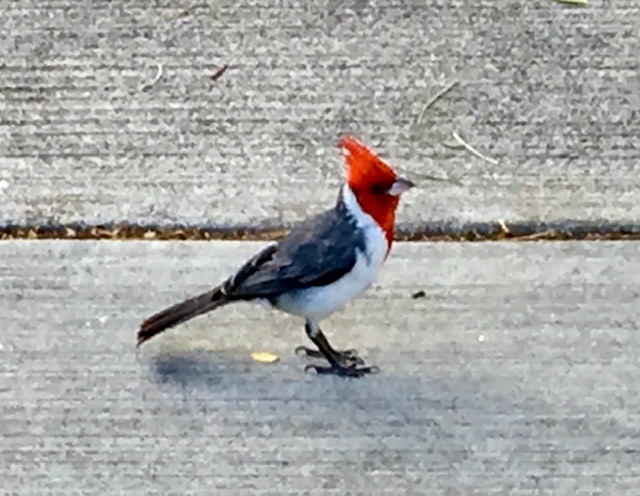Red-crested Cardinal - ML250694731