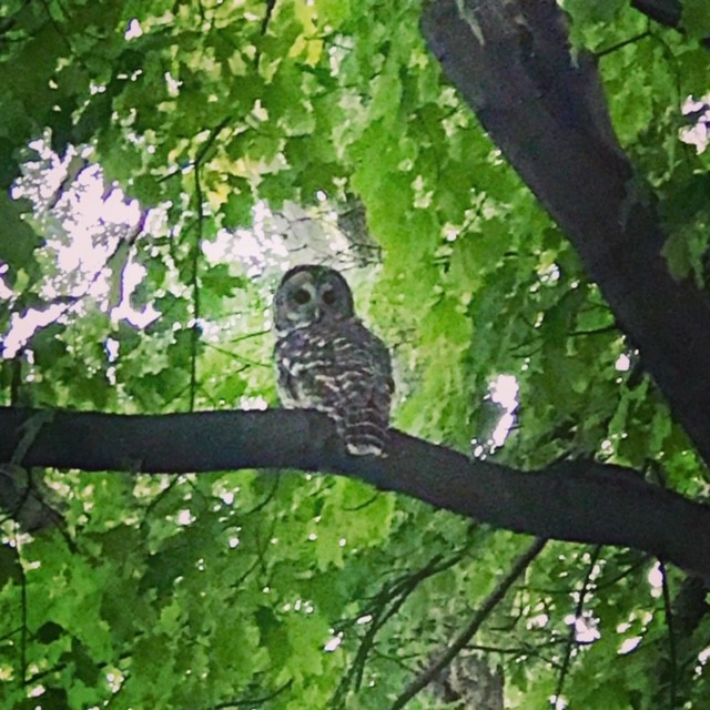 Barred Owl - ML250694761