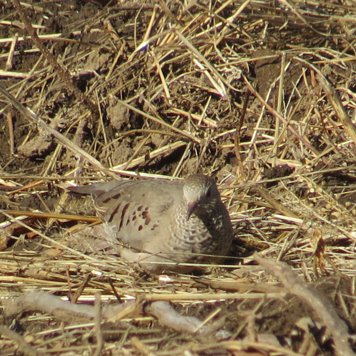 Common Ground Dove - ML250695221