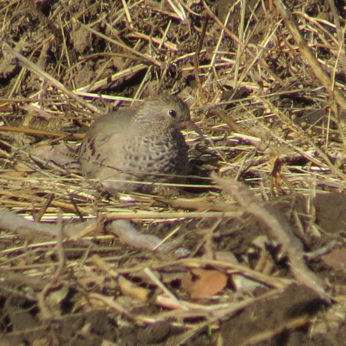 Common Ground Dove - ML250695291