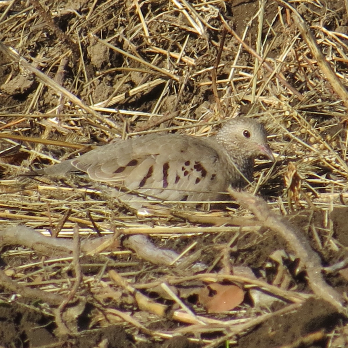 Common Ground Dove - Chris Floyd