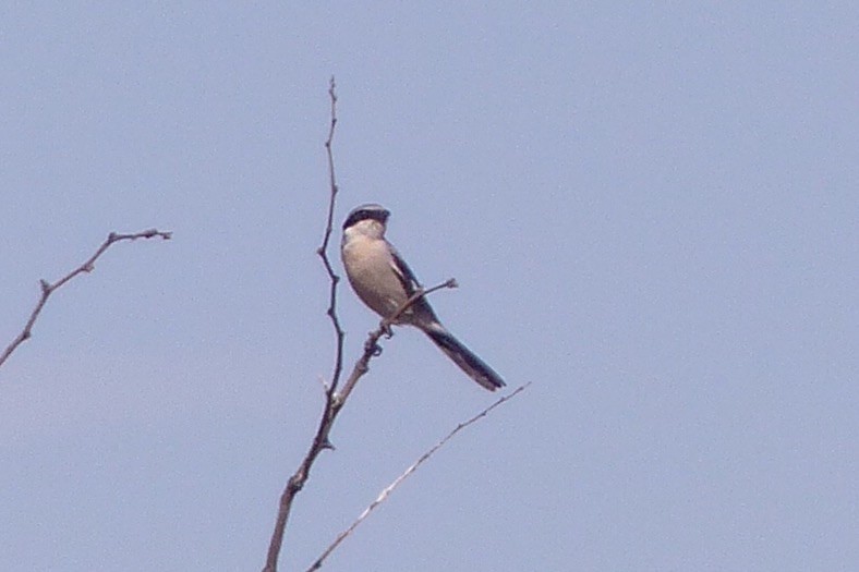 Loggerhead Shrike - ML25069721