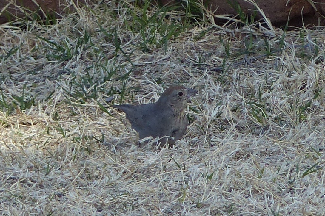 Canyon Towhee - Susan Voelker