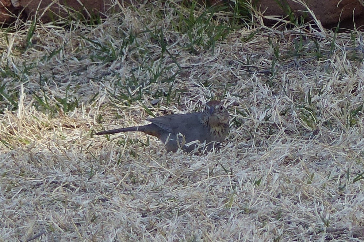 Canyon Towhee - ML25069871