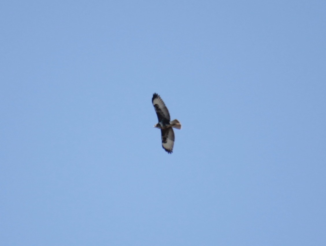 Common Buzzard - ML250700201