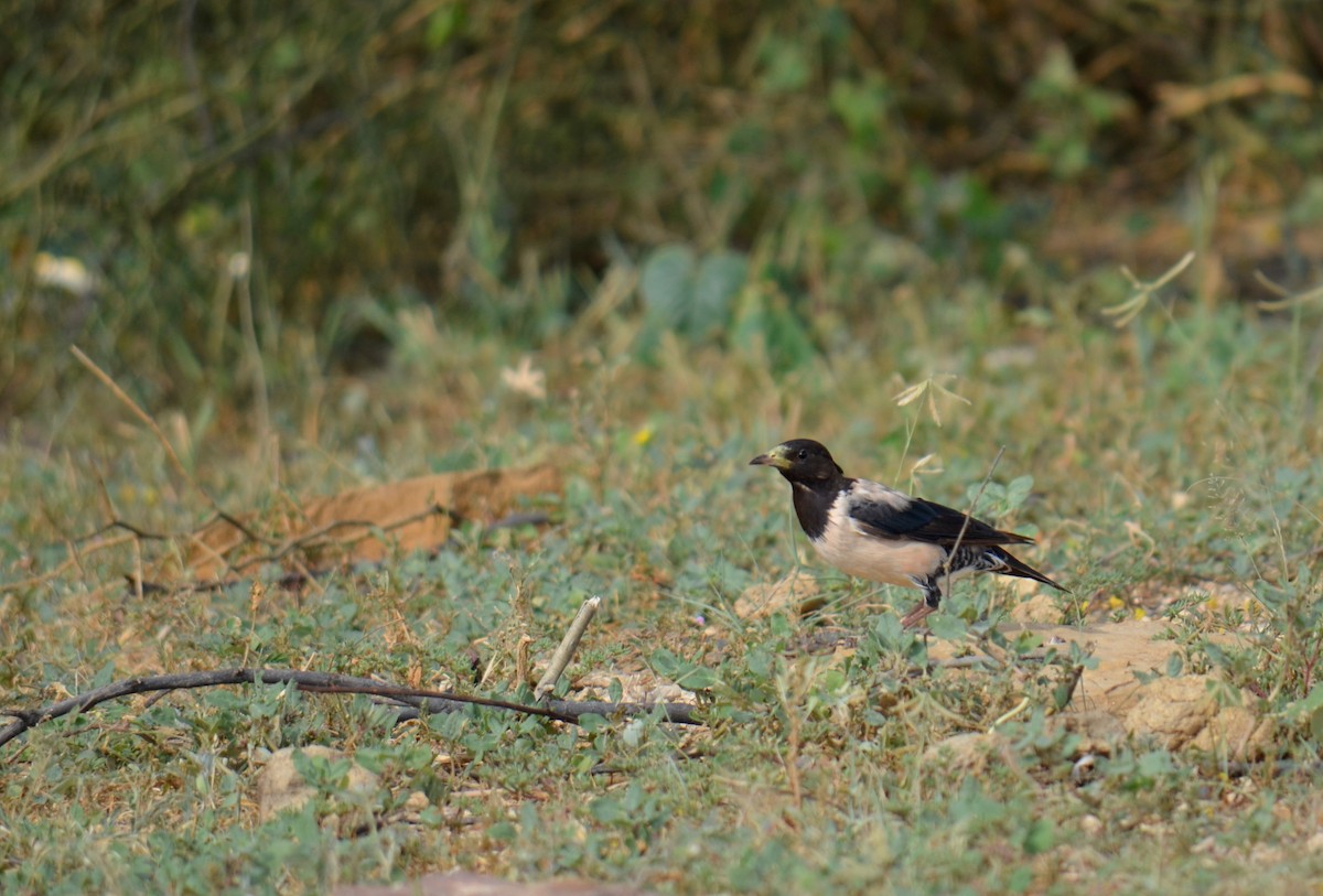 Rosy Starling - ML250700721