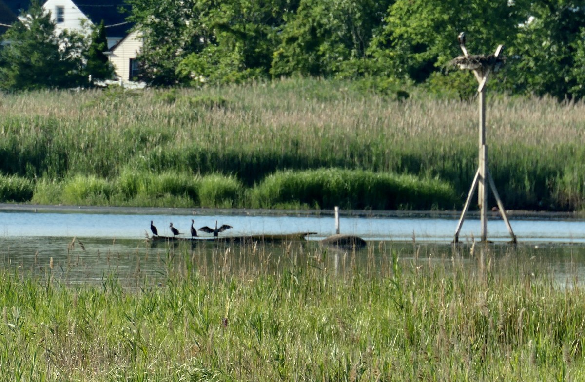 Double-crested Cormorant - ML250700931