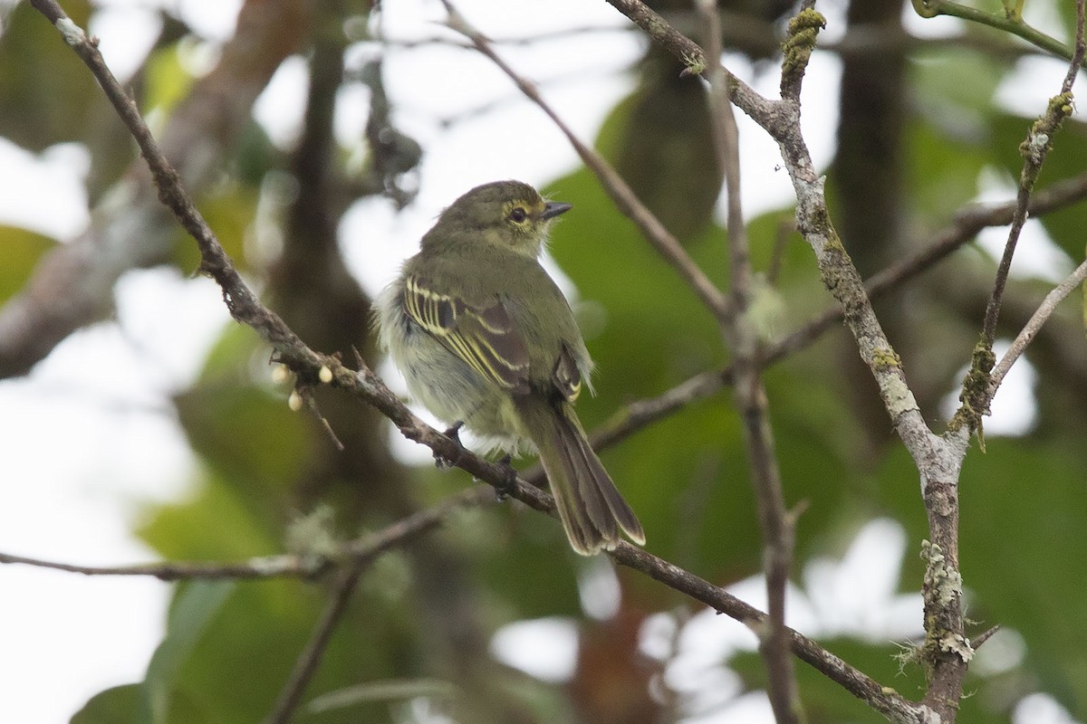 Golden-faced Tyrannulet - Arthur Grosset