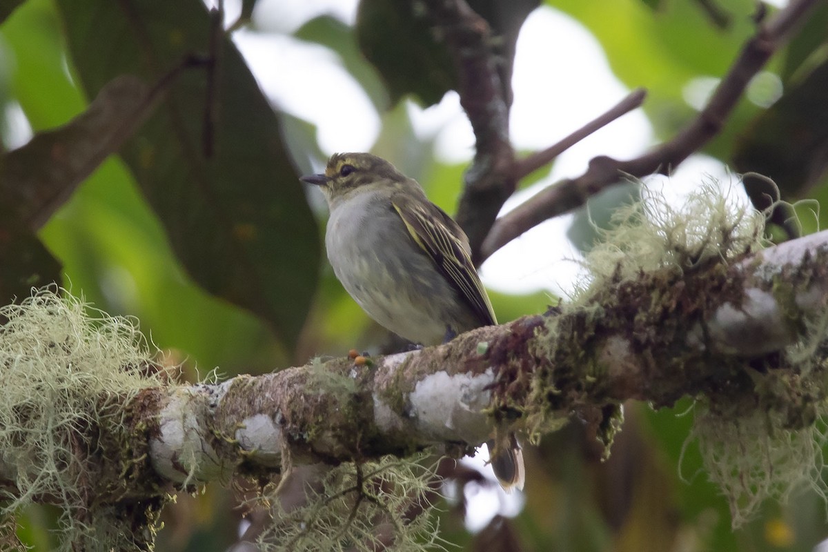 Golden-faced Tyrannulet - Arthur Grosset