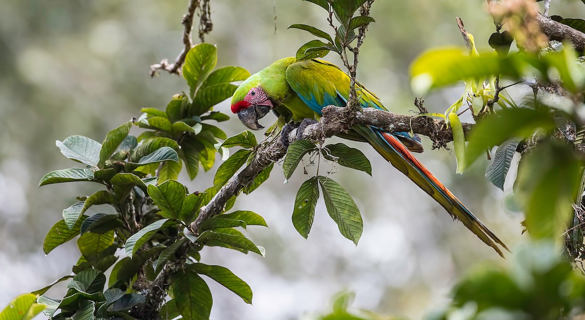 Great Green Macaw - ML250704171