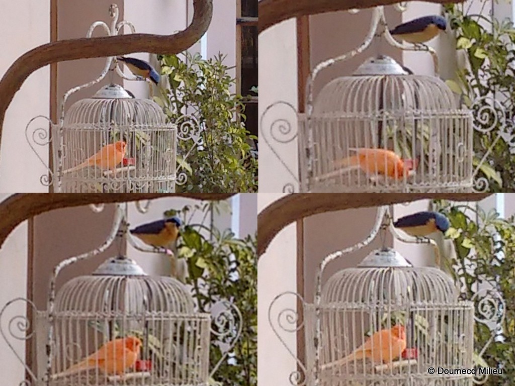 Fawn-breasted Tanager - Ricardo  Doumecq Milieu