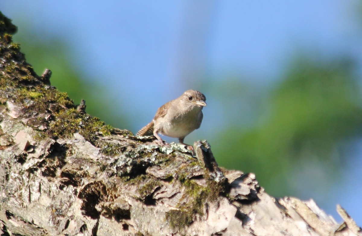 Northern House Wren - ML250706111