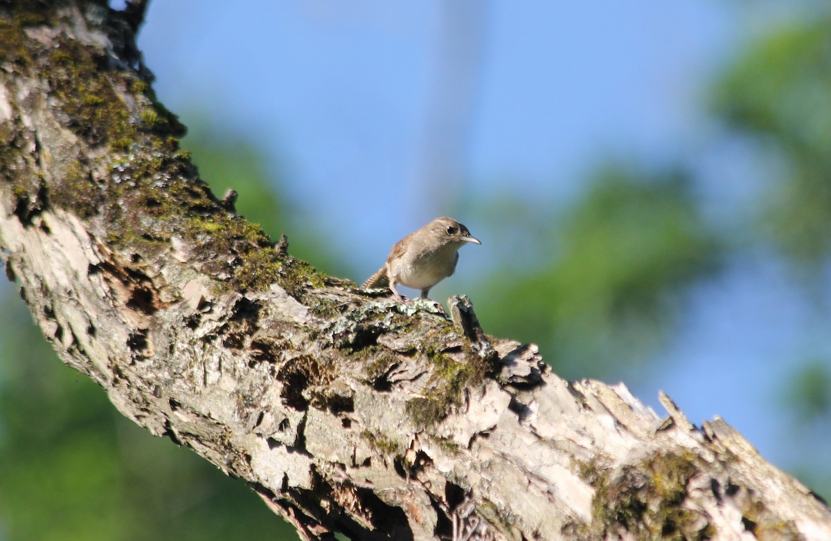 Northern House Wren - ML250706121