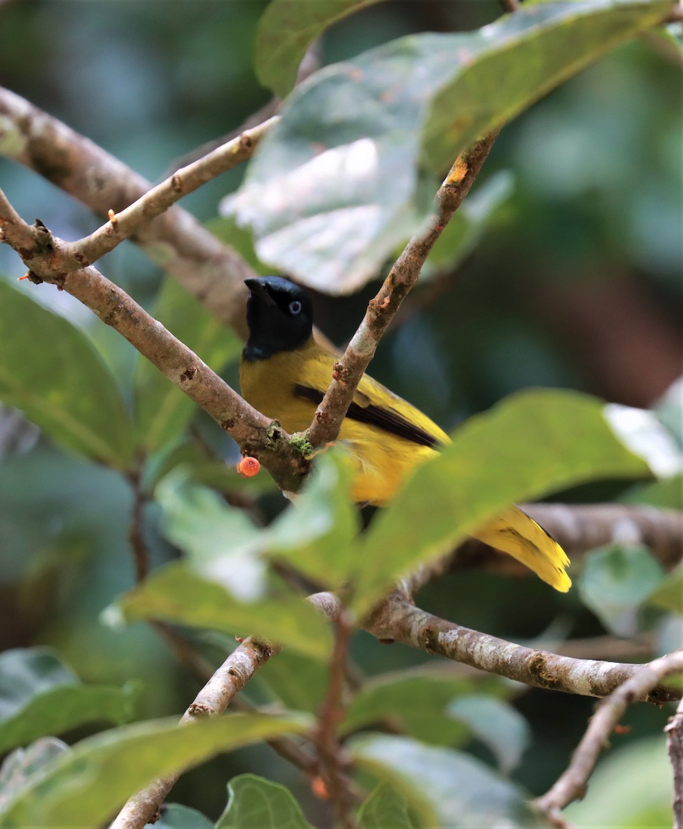 Black-headed Bulbul - ML250706711
