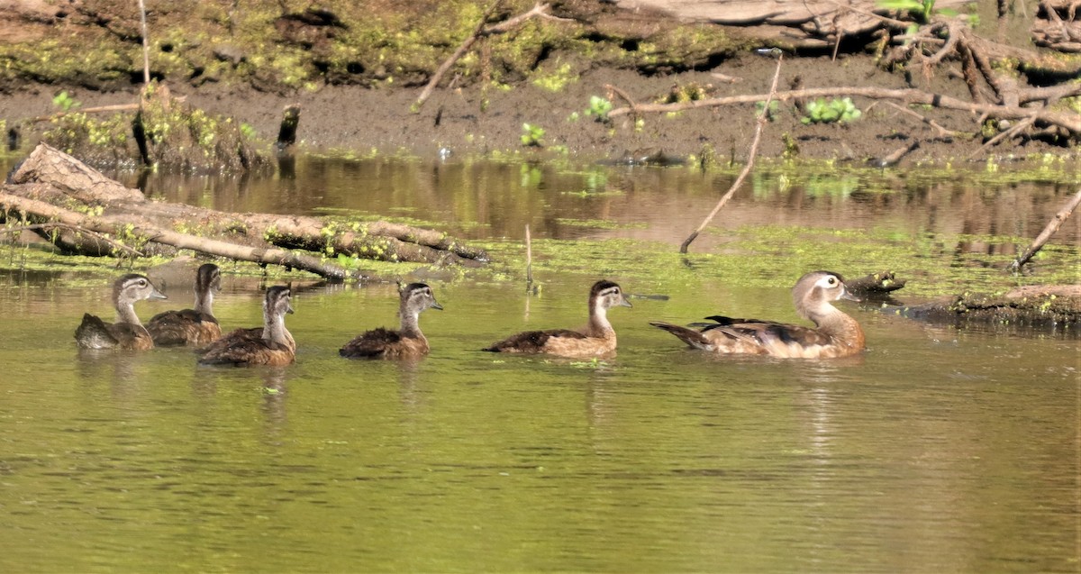 Wood Duck - ML250707161