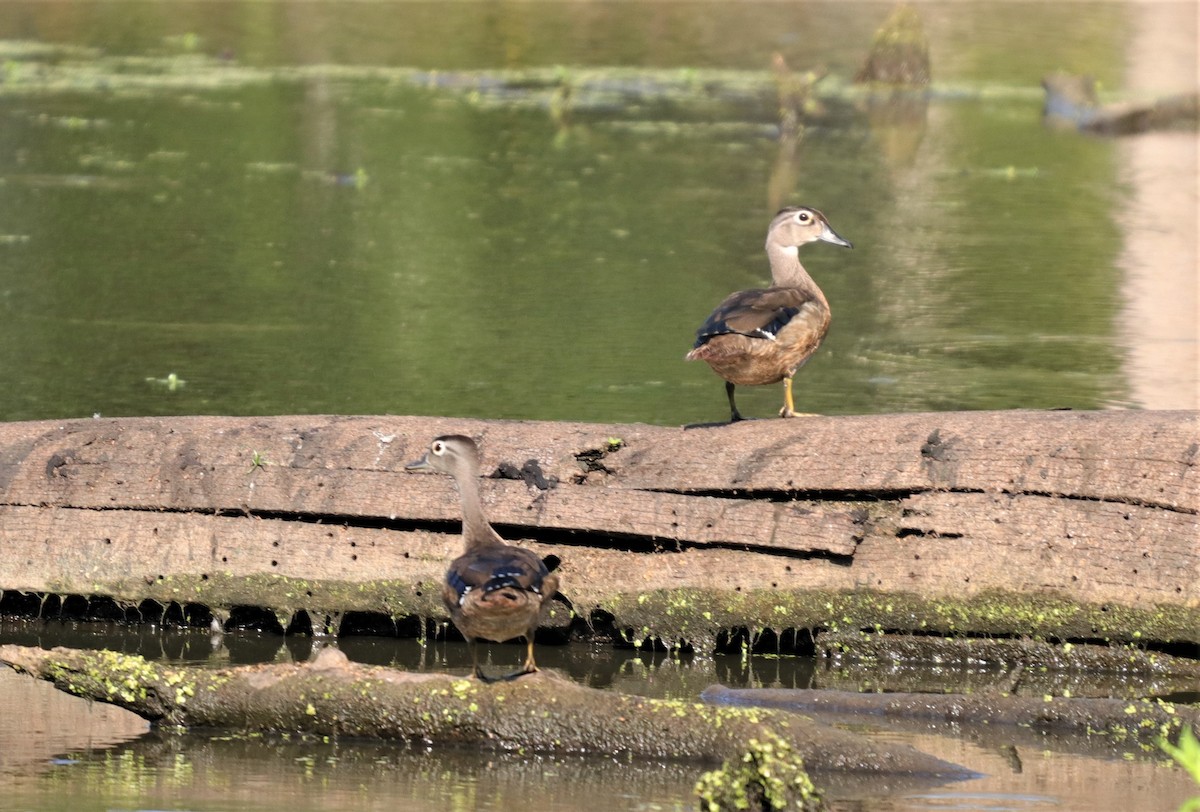 Wood Duck - ML250707171
