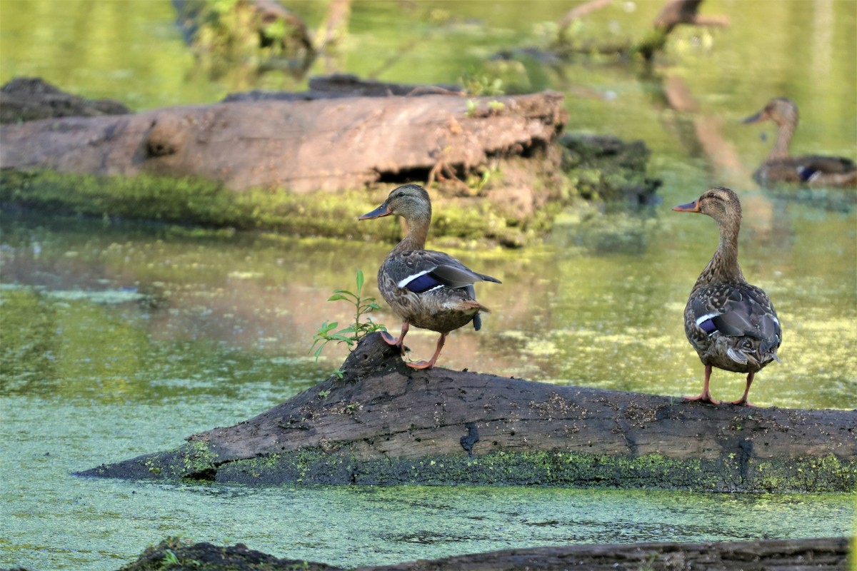 Basahatea - ML250707341