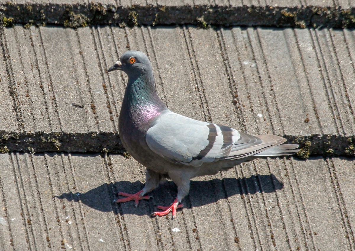 Rock Pigeon (Feral Pigeon) - ML250708771