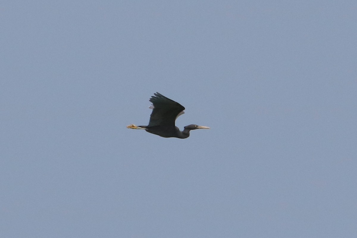 Pacific Reef-Heron - Susan Drown