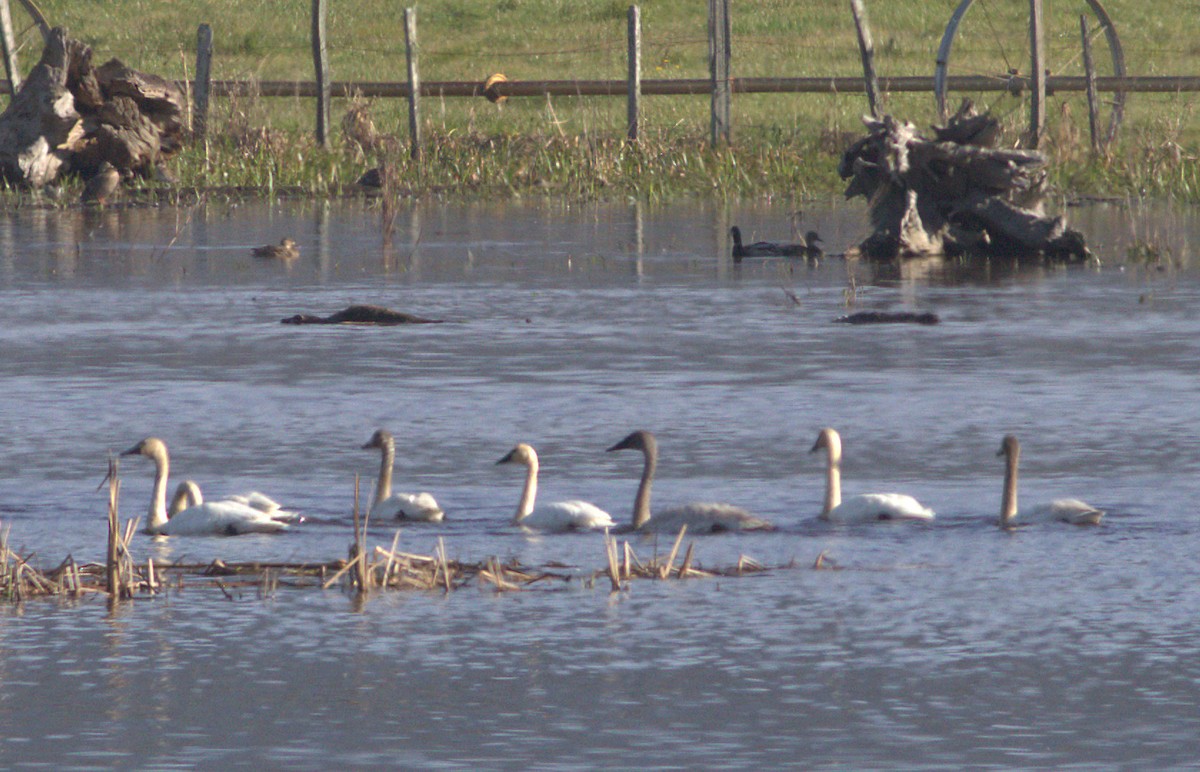 Cisne Trompetero - ML25071091