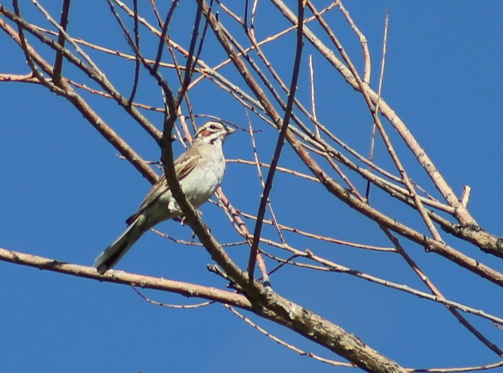 Lark Sparrow - ML250711271