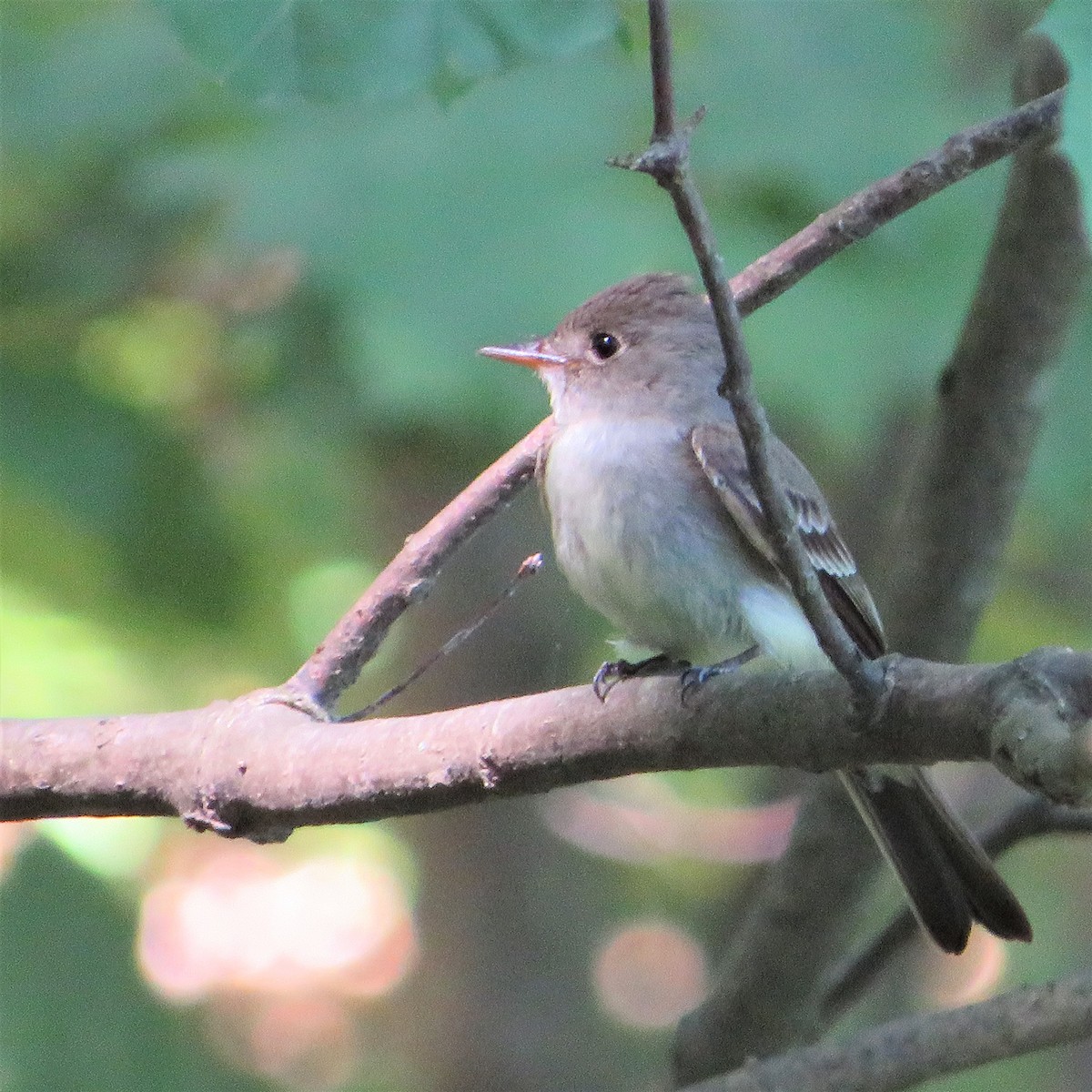 Willow Flycatcher - Zev Morgan