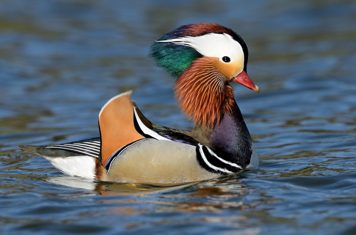 Mandarin Duck - ML250714841