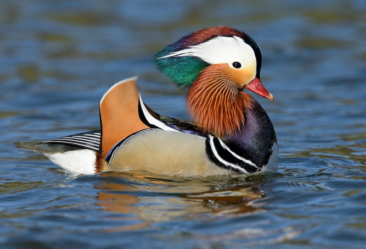 Mandarin Duck - ML250714911