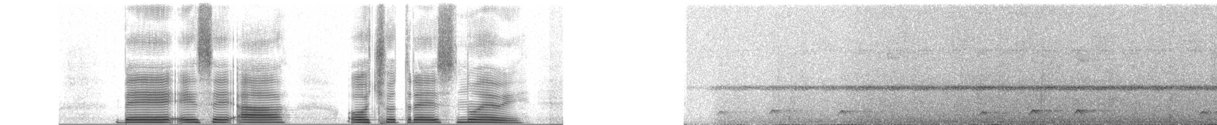 Tororoí sp.(Grallaria sp.) - ML250715