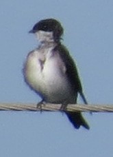 Blue-and-white Swallow - ML250715241