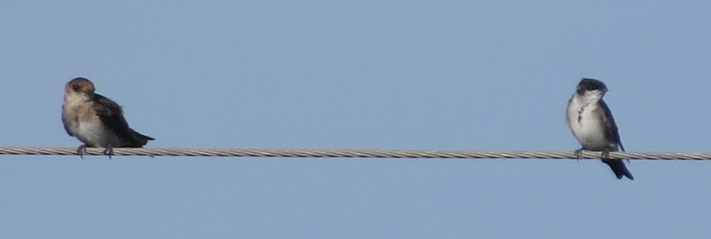 Blue-and-white Swallow - ML250715271