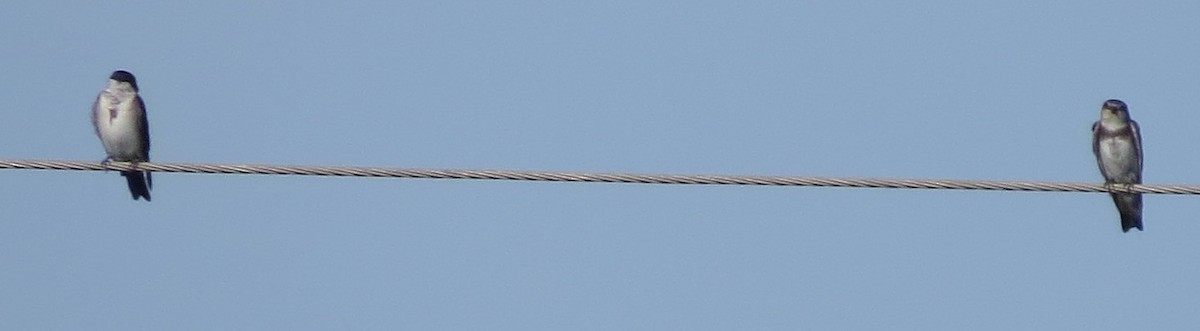 Blue-and-white Swallow - ML250715281
