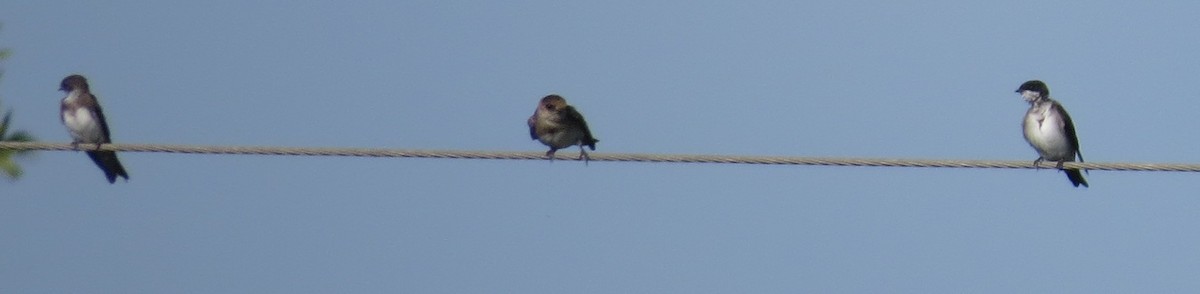 Blue-and-white Swallow - ML250715291