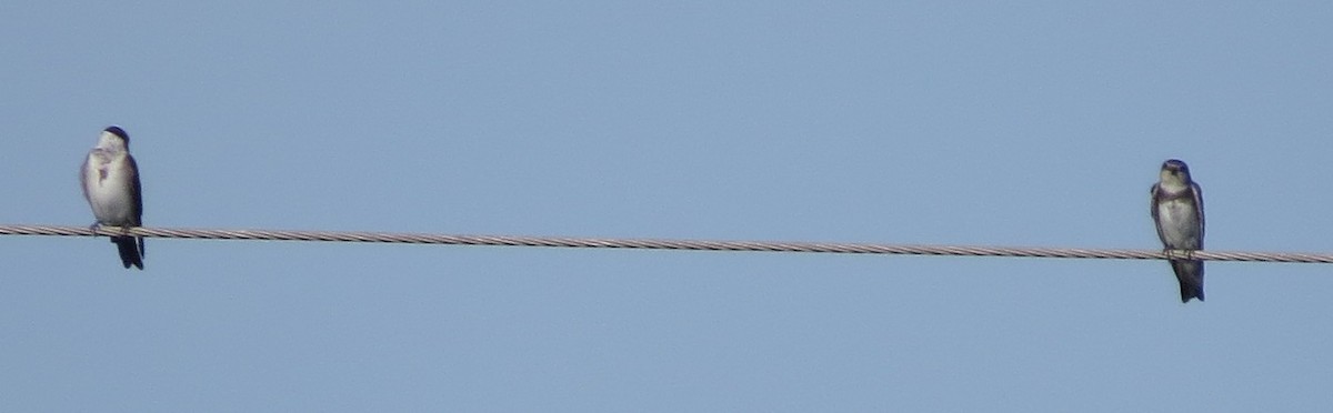 Blue-and-white Swallow - ML250715301