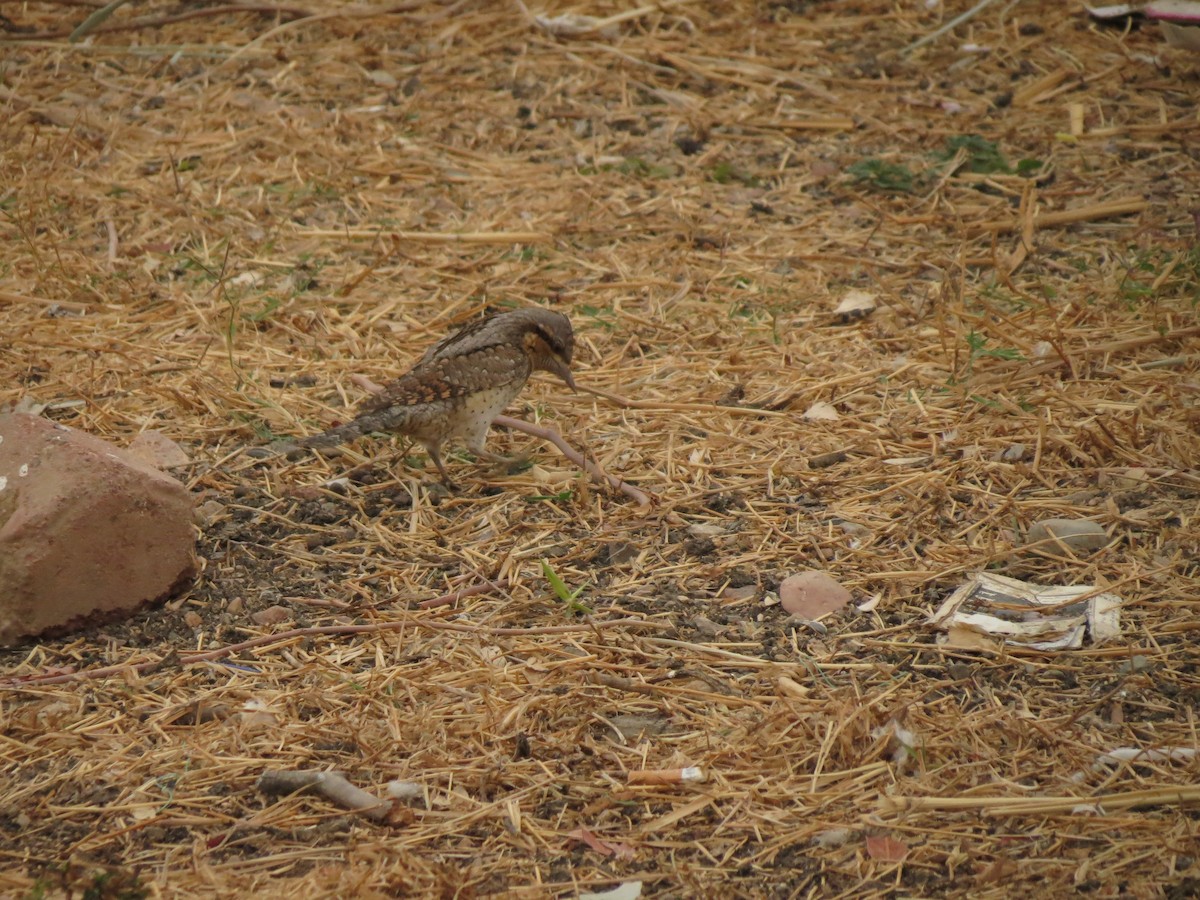 Eurasian Wryneck - ML250716861