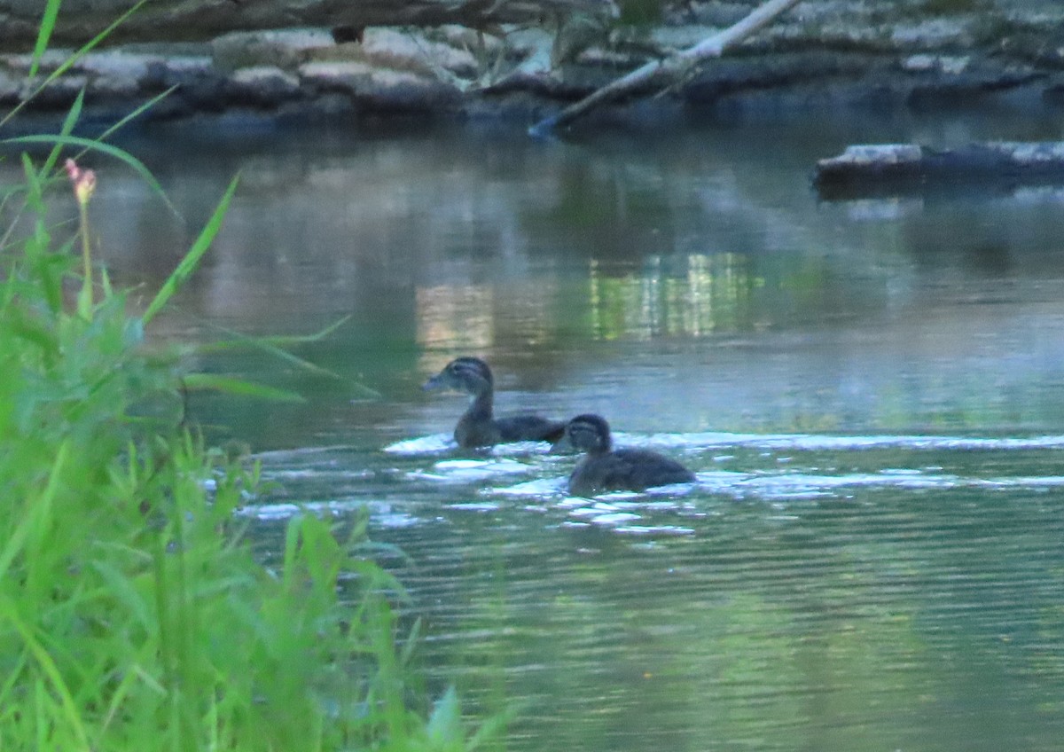 Wood Duck - ML250720301