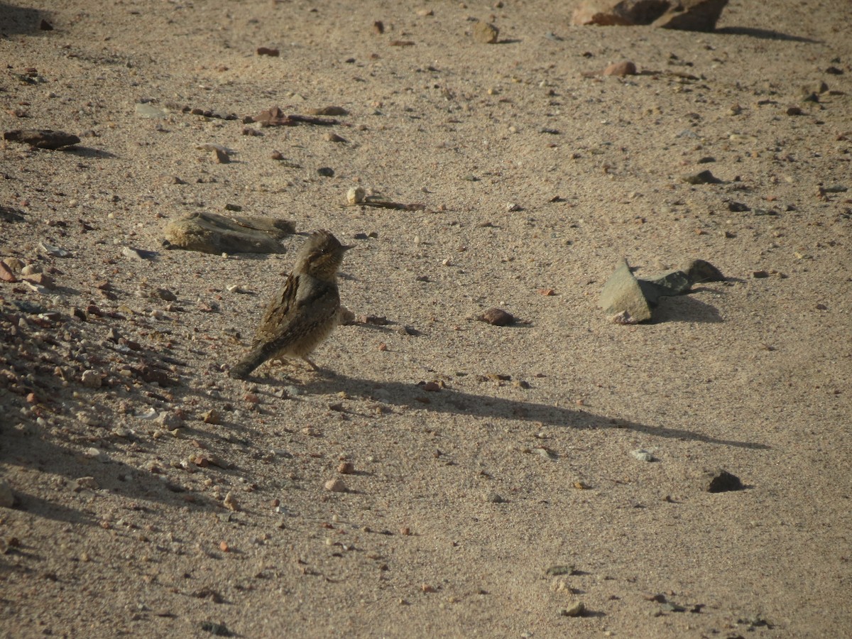 Eurasian Wryneck - ML250720361