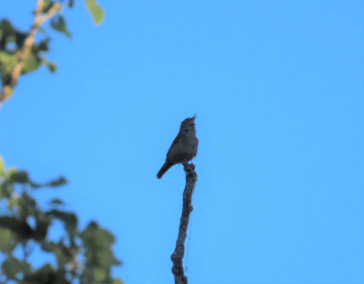 House Wren - ML250720461