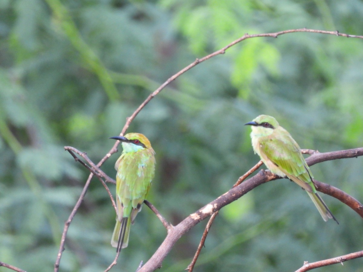 bee-eater sp. - ML250720591