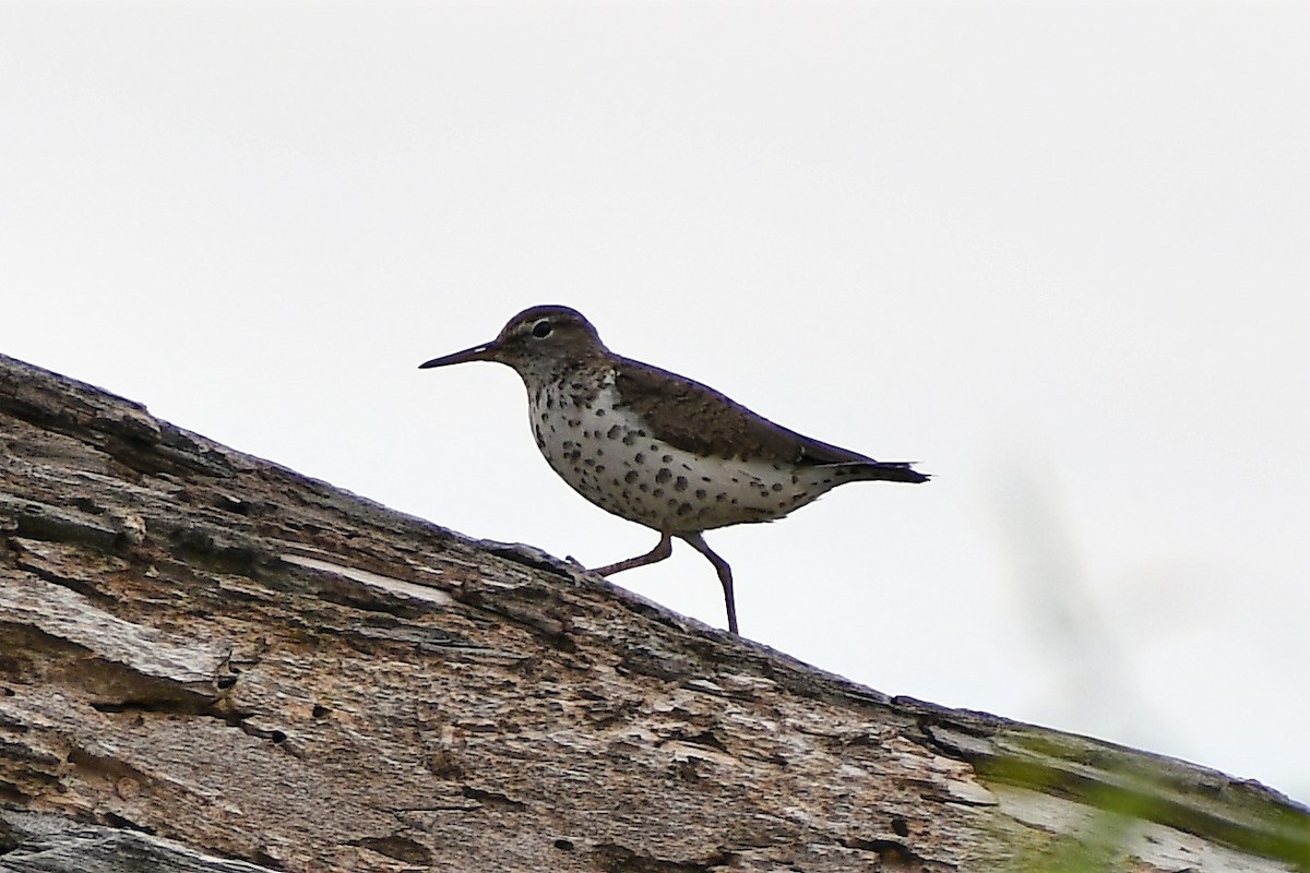 Spotted Sandpiper - Mike Rome