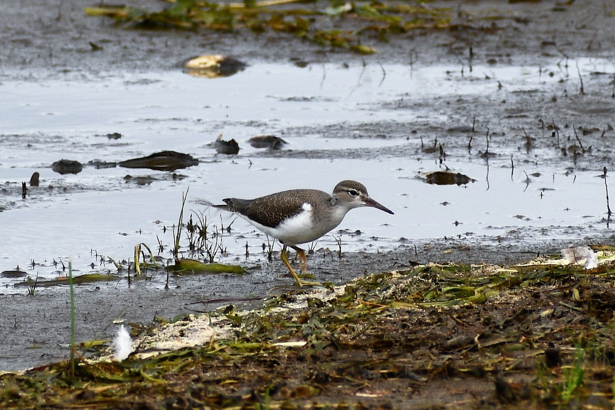 Spotted Sandpiper - ML250720681