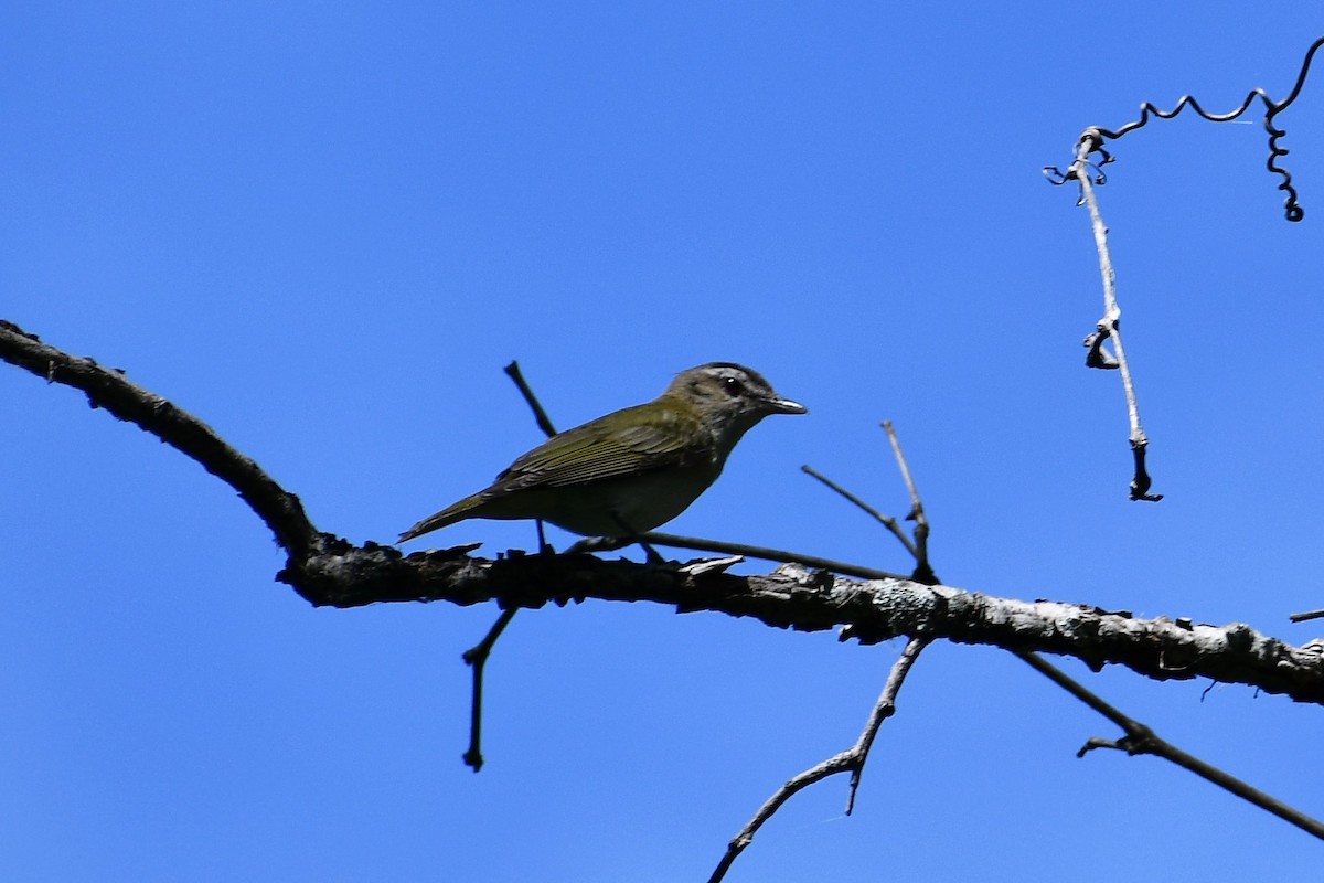 Red-eyed Vireo - Mike Rome