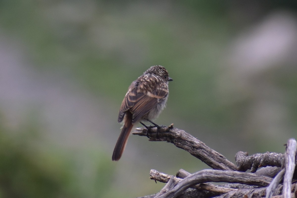 Gray Bushchat - ML250722391